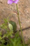 Longstalk cranesbill